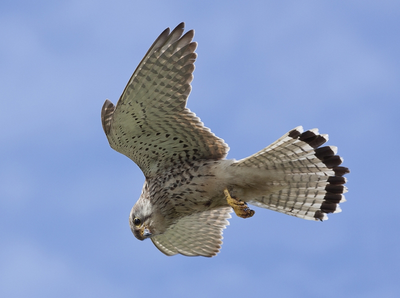 697 - KESTREL HOVERING - WILLS TONY - guernsey.jpg